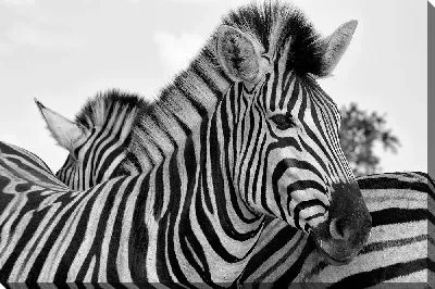 Постер Две зебры рядом