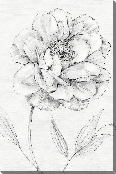 Картина маслом Рисунок пиона