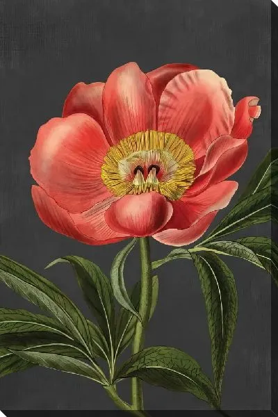 Картина маслом Розовый пион на сером фоне