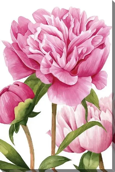 Постер Три красивых пиона