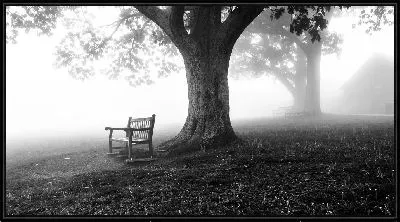 Картина Стул под деревом в туманную погоду