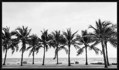 Пальмы в ряд на пляже