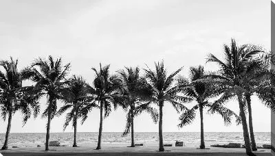 Пальмы в ряд на пляже