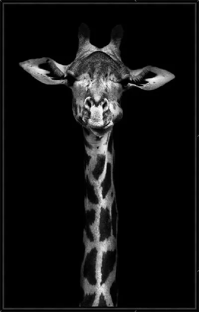 Картина Серьезный жираф