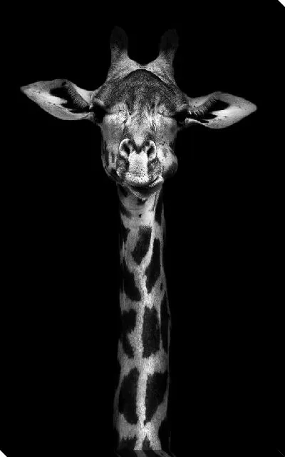 Постер Серьезный жираф