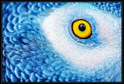 Взгляд совы