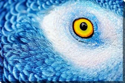 Взгляд совы