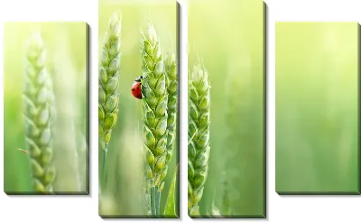 Божья коровка на колосе пшеницы