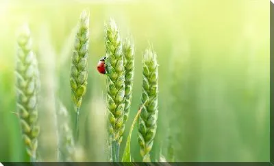 Божья коровка на колосе пшеницы