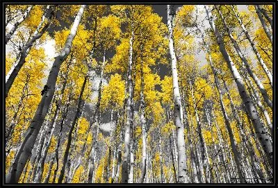 Картина Осенний березовый лес