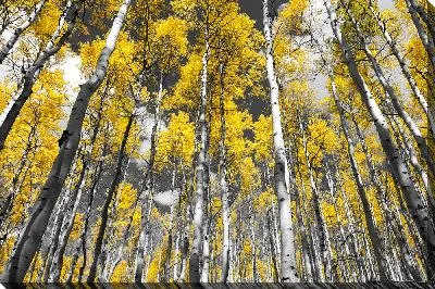 Постер Осенний березовый лес