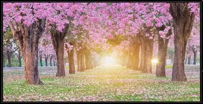 Картина Сакура на восходе