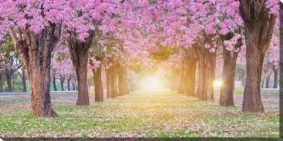 Постер Сакура на восходе