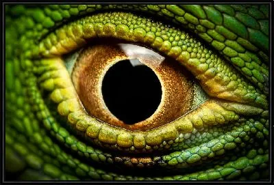 Глаз рептилии