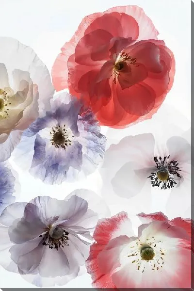 Картина маслом Маки на воздушном фоне