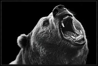 Картина Рычащий медведь