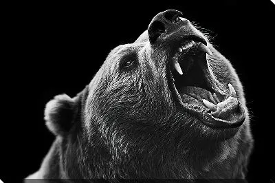 Постер Рычащий медведь