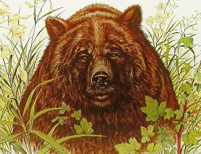 шаблон id 38