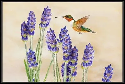 Колибри и лаванда