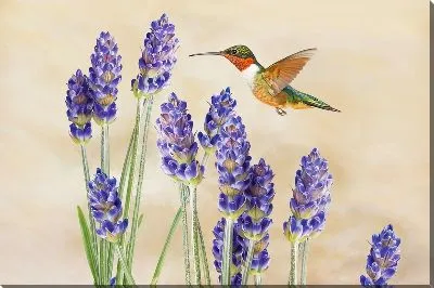Колибри и лаванда