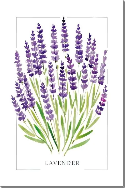 Картина маслом Лаванда на белом фоне