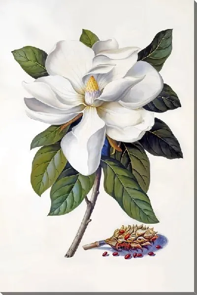 Картина маслом Магнолия с листьями