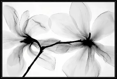 Черно-белое макро магнолии