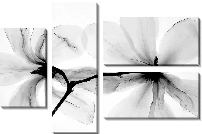 Черно-белое макро магнолии