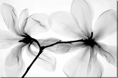 Черно-белое макро магнолии
