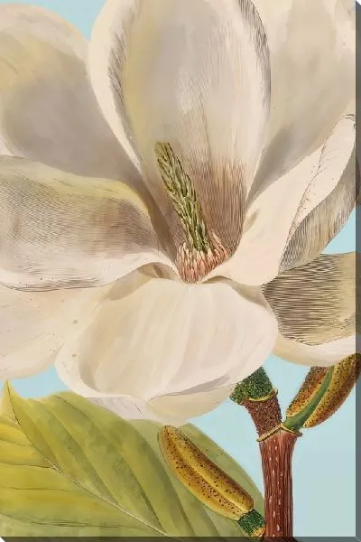 Картина маслом Бутон цветка магнолии крупным планом