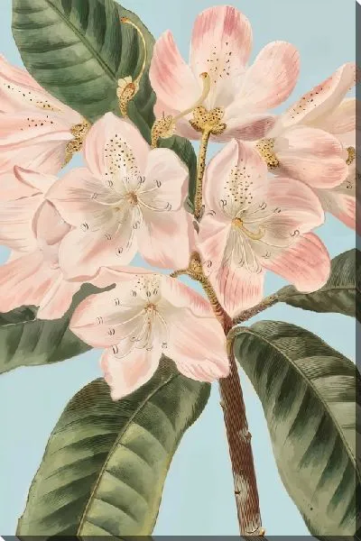 Картина маслом Розовые магнолии и зеленые листья