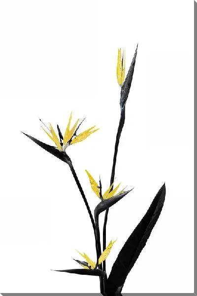 Постер Стрелиция королевская с золотыми цветками