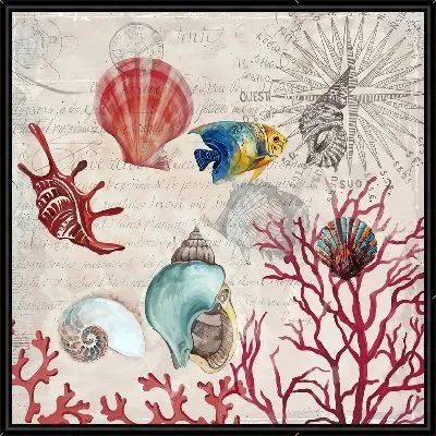 Ракушки и кораллы