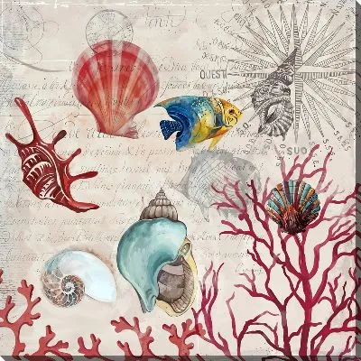 Ракушки и кораллы