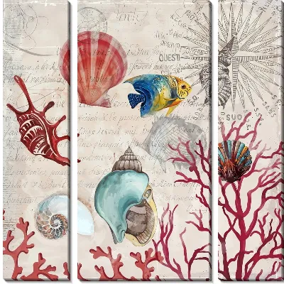 Ракушки и кораллы