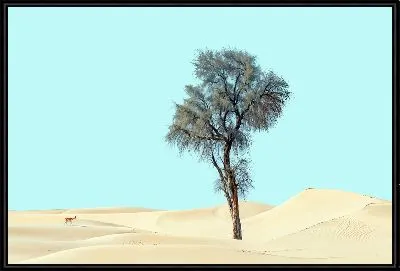Картина Дерево в пустыне