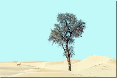 Постер Дерево в пустыне