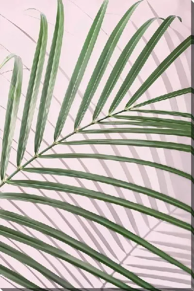 Картина маслом Зеленые листья на розовом фоне с тенью