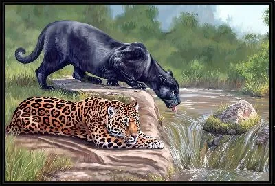 Пантера и леопард на водопое