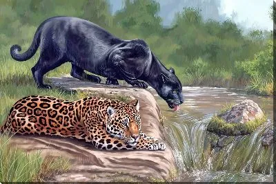Пантера и леопард на водопое