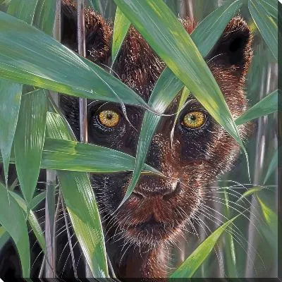 Взгляд пантеры из-за травы