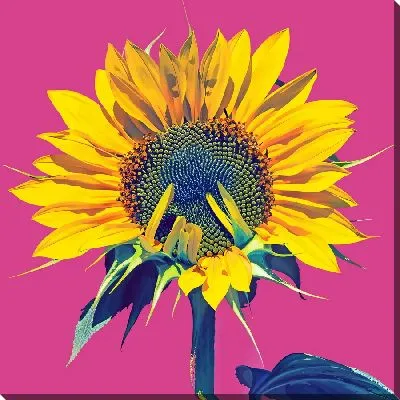 Картина маслом Подсолнух на розовом фоне