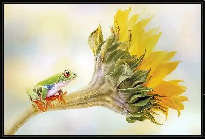 Лягушка на подсолнухе