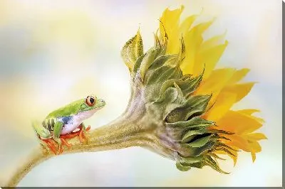 Лягушка на подсолнухе