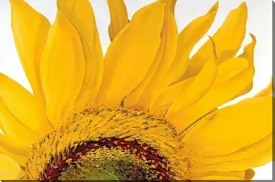 Картина маслом Лепестки подсолнухов