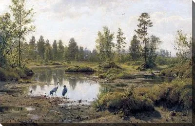 Болото. Журавли