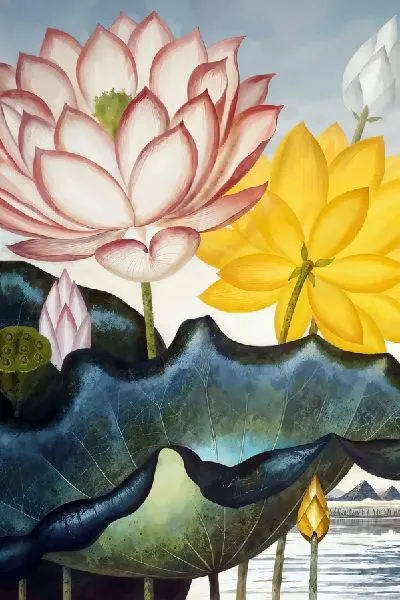 Плакат Разноцветные лотосы