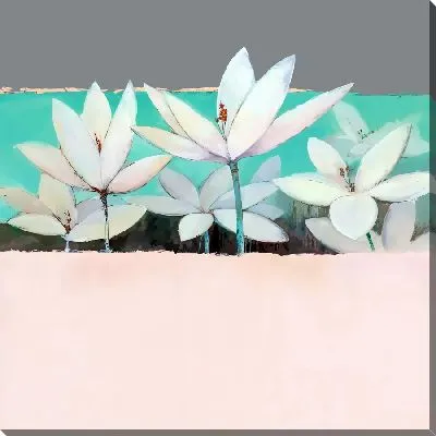 Белые лотосы с розовой полосой