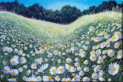 Ромашковое поле на холмах