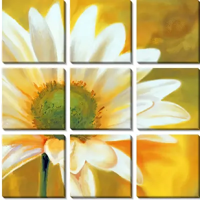 Модульная картина Цветок ромашки крупным планом